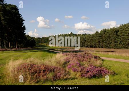 Vue sur la Heather derrière le 1er tee et fairway sur le Red course, le Berkshire Golf Club, Ascot, Berkshire, Angleterre Banque D'Images