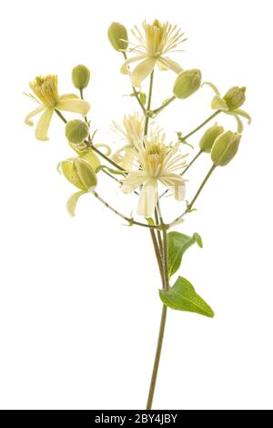 Clematis vitalba isolé sur fond blanc Banque D'Images