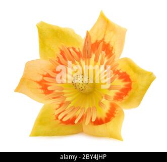 Fleur de Tulipier isolée sur fond blanc Banque D'Images
