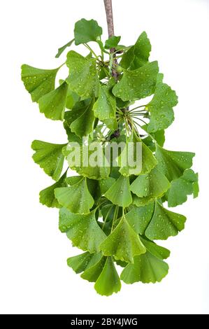 Branche de Ginkgo biloba avec feuilles humides isolées sur blanc Banque D'Images