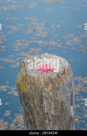 Feuilles d'érable rouge vif conservées sur une bûche de bois flottant dans l'eau Banque D'Images