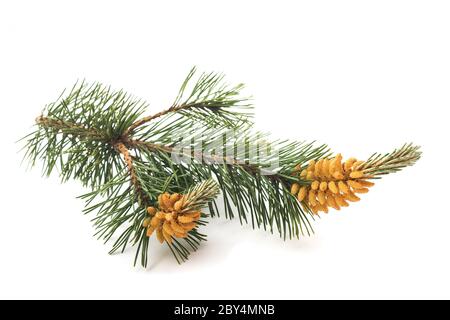 branche de pin de mugo isolée sur fond blanc Banque D'Images