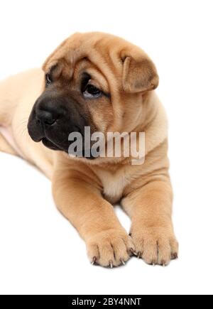 chiot de Shar pei Banque D'Images