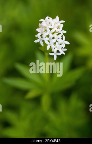 Fleurs de woodruff douces et fraîches sur fond vert flou Banque D'Images