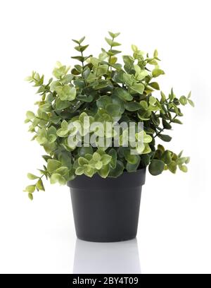 Accueil plante en pot Banque D'Images Accueil plante en pot Banque D'Images