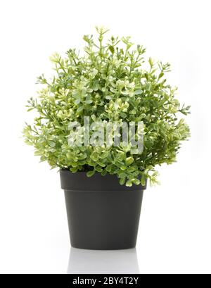 Accueil plante en pot Banque D'Images Accueil plante en pot Banque D'Images