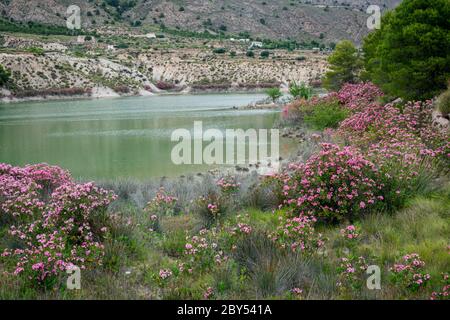 Paysage et environs du réservoir Mayes à Murcia. Espagne. Banque D'Images