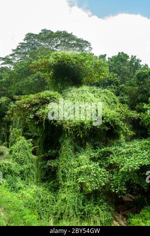 Plante verte tropicale du Chili à rame (Tropaeolum speciosum) Banque D'Images