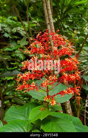 Une belle fleur tropicale rouge, Pagoda-Flower (Clerodendrum paniculatum). Seychelles. Banque D'Images