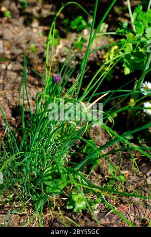 CIBOULETTE Banque D'Images