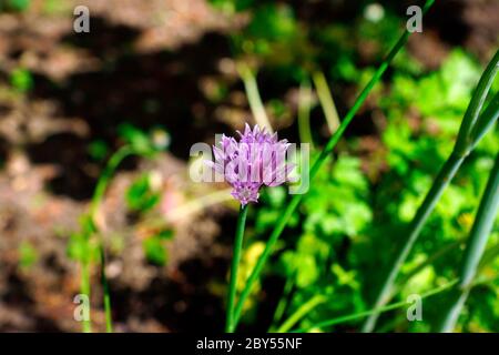 La ciboulette en fleur Banque D'Images