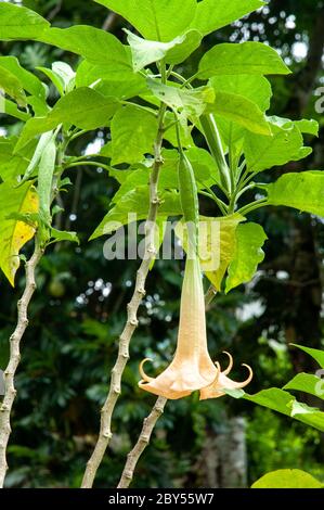 Belle fleur tropicale unique orange Garden Angel trompette (Brugmansia × candida) Banque D'Images