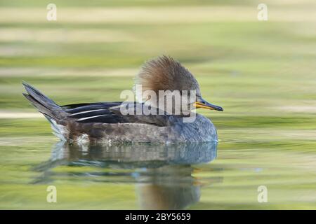 Merganser à capuchon (Mergus cucullatus, Lophodytes cucullatus), femelle adulte qui nage dans un lac vert, États-Unis, Californie Banque D'Images