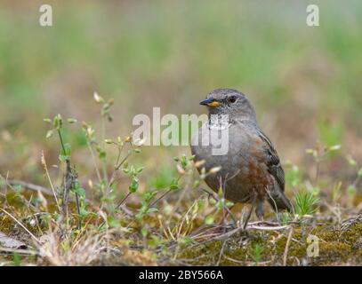 L'accentor alpin (Prunella collaris), adulte, surpousse au printemps des montagnes du sud de l'Europe, des pays-Bas, du Berkeneiland Banque D'Images