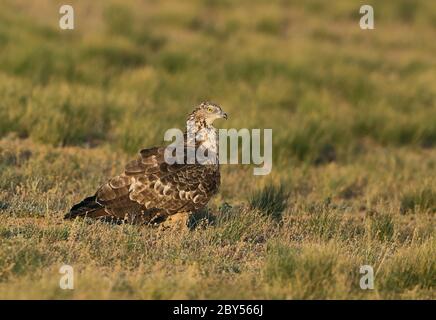 Le bourdonnard de miel oriental (Pernis ptilorhynchus), pendant la migration d'automne, debout sur le sol dans les steppes, Mongolie, Mandalgovi Banque D'Images