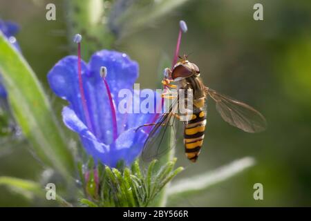 Planchote de marmalade (Episyrphus balteatus), femelles de colcttes de pollen fron l'étamine de blueweed, Echium vulgare, Allemagne Banque D'Images