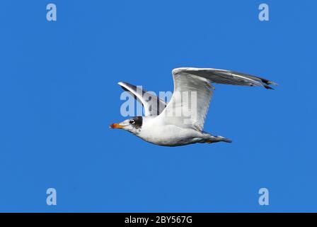 Grand Goéland à tête noire, Goéland de Pallas, Grand Goéland à tête noire (Larus ichthyaetus, Ichthyaetus ichthyaetus), sous-adulte, Mongolie Banque D'Images