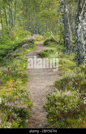 Sentier de randonnée à la réserve naturelle nationale de Craigellachie, Royaume-Uni, Écosse, réserve naturelle nationale de Craigellachie Banque D'Images