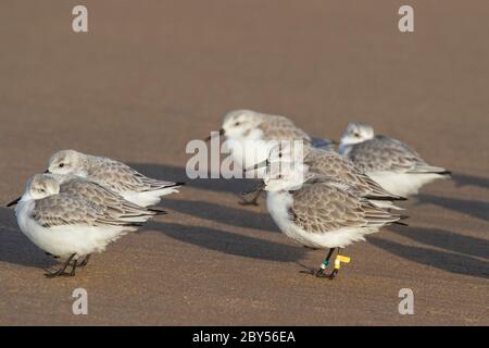 sanderling (Calidris alba), troupeau de Sanderling en vol, pays-Bas, Wassenaar Banque D'Images