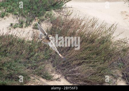 Hibou à courte vue (ASIO flammeus), durant la migration d'automne dans les dunes côtières, pays-Bas Banque D'Images