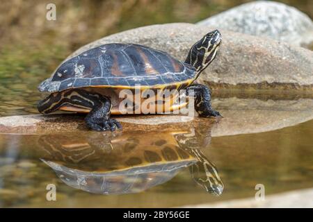 Slider, Common Slider, Pond Slider, tortue à ventre jaune (Trachemys scripta scripta, Pseudemys scripta scripta, Chrysemys scripta scripta), bains de soleil sur une pierre dans l'eau, Allemagne Banque D'Images