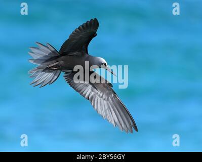 Hochement de tête blanc, hochement de tête noir (Anous minutus, Anous minutus minutus), en vol, Australie, île Lady Elliot Banque D'Images