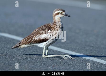 Bush, barbide, Bush, genou épais (Burhinus grallaus), reposant sur la route, au milieu de la route, Australie, Esplanade de Cairns Banque D'Images