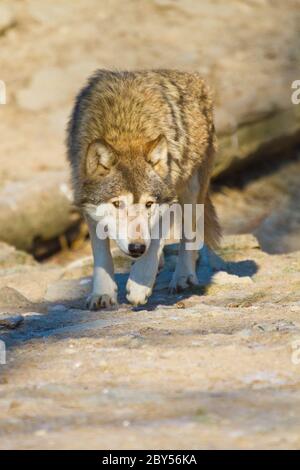Loup de l'Est du Canada ou de l'Est Canadian Red Wolf (Canis lupus ...