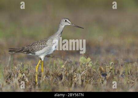 Les plus grands jaunâtres (Tringa melanoleuca), dans le plumage non reproductrice se trouvant dans le marais, pendant la migration d'automne, États-Unis, Californie, Ventura County Banque D'Images