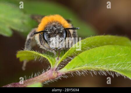 Mining-Bee (Andrena spec.), sur une feuille, Allemagne Banque D'Images