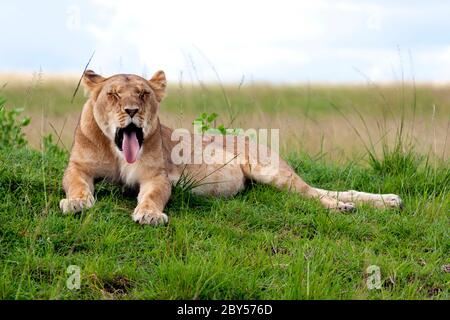 lion (Panthera leo), la lionne s'ébâille sur l'herbe, Kenya, parc national de Masai Mara Banque D'Images