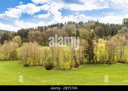 Cerisier d'oiseau européen (Prunus pagus, Padus avium), ruisseau de méandres, plaine inondable avec forêt de plaine d'inondation au printemps et cerisiers d'oiseau européens en fleurs, Allemagne, Bavière, Isental Banque D'Images