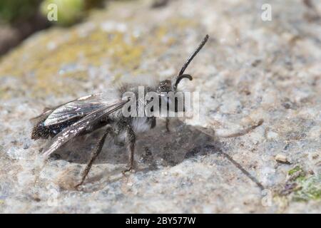 Abeille minière d'ashy, abeille minière grise, abeille minière d'ashy, abeille miningbee d'ashy (Andrena cineraria), homme, Allemagne Banque D'Images