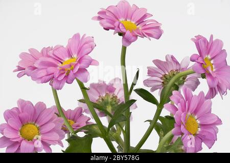 Cosmmary, Aster chinois, Chrysanthemum, maman, maman de jardin (Dendranthema x grandiflorum, Dendranthema grandiflorum, Dendranthema indica, Chrysanthemum indicum, Chrysanthemum grandiflorum, Chrysanthemum x grandiflorum), floraison, découpe Banque D'Images