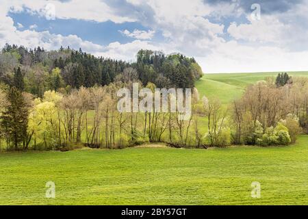 Cerisier d'oiseau européen (Prunus pagus, Padus avium), ruisseau de méandres, plaine inondable avec forêt de plaine d'inondation au printemps et cerisiers d'oiseau européens en fleurs, Allemagne, Bavière, Isental Banque D'Images