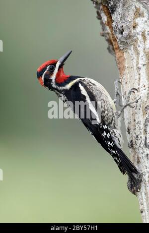 sapsucker à naped rouge (Sphyrapicus nuchalis), homme adulte assis à un tronc, Canada, Colombie-Britannique Banque D'Images
