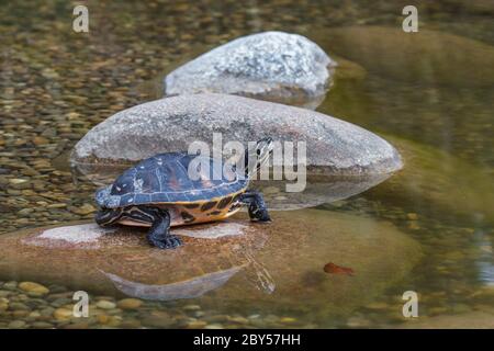 Slider, Common Slider, Pond Slider, tortue à ventre jaune (Trachemys scripta scripta, Pseudemys scripta scripta, Chrysemys scripta scripta), bains de soleil sur une pierre dans l'eau, Allemagne Banque D'Images