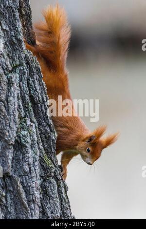 Écureuil rouge européen, écureuil rouge eurasien (Sciurus vulgaris), grimpant sur un tronc d'arbre, vue latérale, Allemagne Banque D'Images