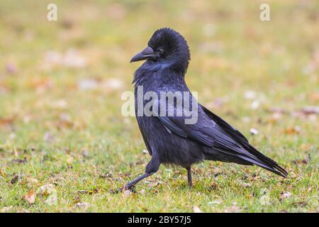 Corbeau (Corvus corone, Corvus corone corone), dans un pré, vue latérale, Allemagne Banque D'Images