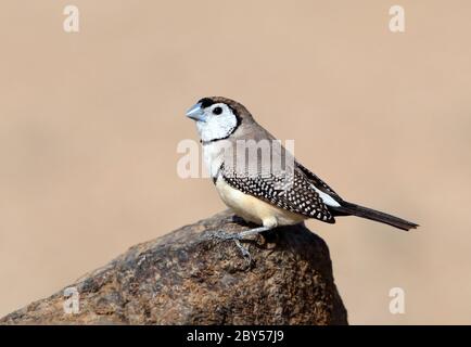 Finch à double barré (Taeniopygia bichenovii, Stizoptera bichenovii), assis sur un rocher, Australie, Queensland, Cumberland Banque D'Images