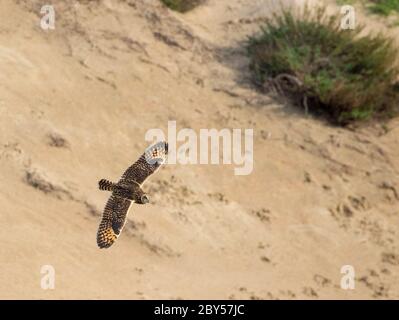 Hibou à courte vue (ASIO flammeus), durant la migration d'automne dans les dunes côtières, pays-Bas Banque D'Images