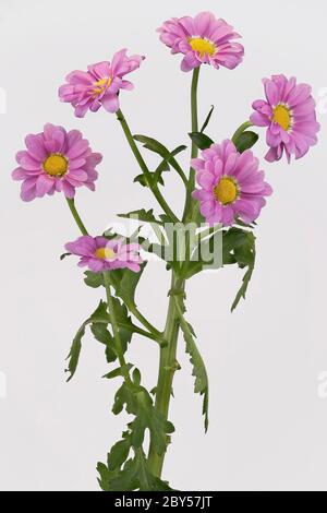 Cosmmary, Aster chinois, Chrysanthemum, maman, maman de jardin (Dendranthema x grandiflorum, Dendranthema grandiflorum, Dendranthema indica, Chrysanthemum indicum, Chrysanthemum grandiflorum, Chrysanthemum x grandiflorum), floraison, découpe Banque D'Images