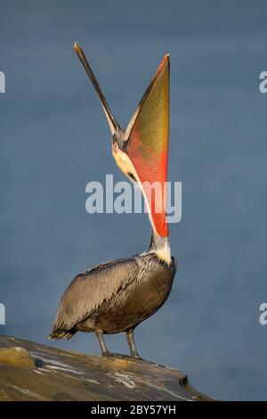 Pélican brun (Pelecanus occidentalis), reproduction adulte en hiver, États-Unis, Californie, comté de San Diego Banque D'Images