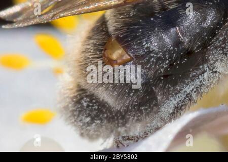 Mining-Bee (Andena spec.), visite d'une fleur d'un anémone de bois, Anemone nemorosa, avec des femelles de Stresipteron dans le puparium, en brisant à travers des segments de l'abdomen, Allemagne Banque D'Images