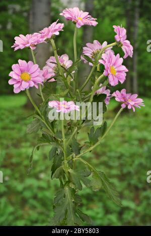 Costmary, Aster, chrysanthème, Chinois, Jardin Maman Maman (Dendranthema x grandiflorum, Dendranthema grandiflorum, Dendranthema indica, Chrysanthemum Chrysanthemum indicum, grandiflorum, Chrysanthemum x grandiflorum), blooming Banque D'Images