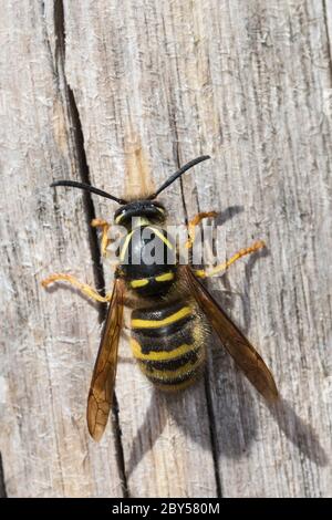 Guêpe saxonne (Dolichovespula saxonica, Vespula saxonica), femelle récolte du bois pour construire son nid, Allemagne Banque D'Images