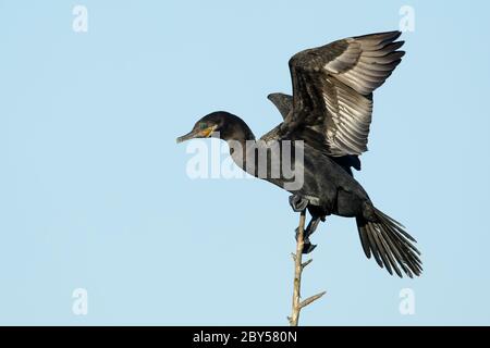 Cormorant néotrope (Phalacrocorax brasilianus, Phalacrocorax olivaceus), adulte dans la reproduction en équilibre de plumage sur une branche, tenant les deux ailes en haut, États-Unis, Texas, comté de Galveston Banque D'Images