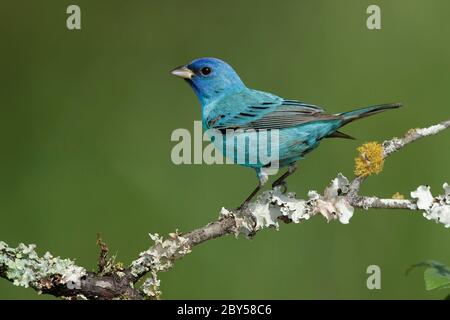 indigo Bunting (Passerina cyanoa), homme adulte pendant la migration printanière dans une succursale, États-Unis, Texas, comté de Galveston Banque D'Images