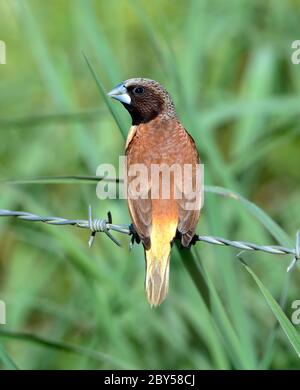 Mannequin de châtaignier, Munia de châtaignier, Bully Bird (Lonchura castaneothorax), perché sur un fil barré. Également connu sous le nom de Chestnut-Breasted Munia ou Bully Bird., Australie, Queensland Banque D'Images