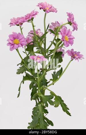 Cosmmary, Aster chinois, Chrysanthemum, maman, maman de jardin (Dendranthema x grandiflorum, Dendranthema grandiflorum, Dendranthema indica, Chrysanthemum indicum, Chrysanthemum grandiflorum, Chrysanthemum x grandiflorum), floraison, découpe Banque D'Images